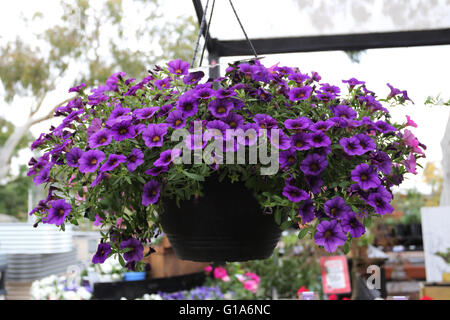 Deep purple Petunia flowers in full bloom growing in hanging basket Stock Photo