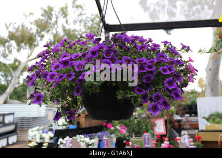 Deep purple Petunia flowers in full bloom growing in hanging basket Stock Photo