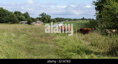 Scottish highland cow on an island. Close to the shore. Meadows, reed and forests. Cliffs in the water. Stock Photo