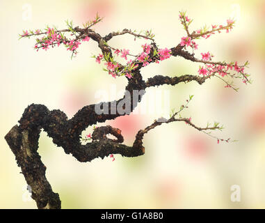 plum blossom on old antique vintage paper background Stock Photo