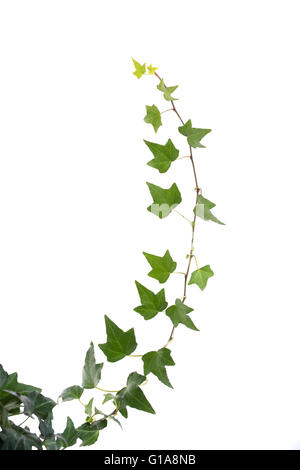 ivy leaves isolated on a white background Stock Photo