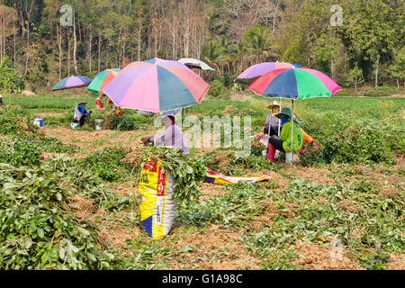 Worker harvesting peanuts in a field near Chiang Mia, Thailand Stock Photo