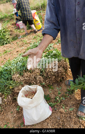 Worker harvesting peanuts in a field near Chiang Mia, Thailand Stock Photo