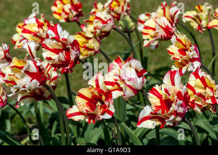 Flowering Tulips garden, Tulipa 'Flaming Parrot' Stock Photo