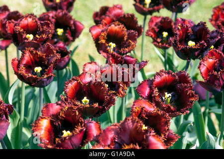 Flowering Tulips garden, Tulipa 'Black Jewel' Stock Photo