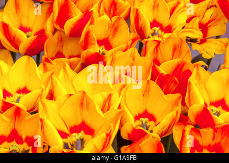 Tulipa 'Flair', Orange tulips Stock Photo