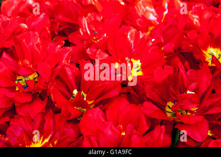 Flowering Red Tulips garden Stock Photo