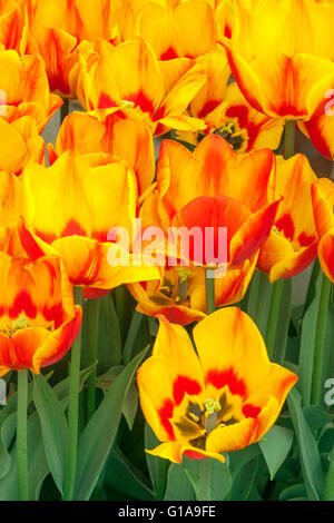 Flowering Tulips garden, Tulipa 'Flair' Stock Photo