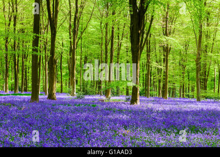 A carpet of bluebells in the beech woodland of West Woods in spring near Marlborough, Wiltshire, England. Stock Photo