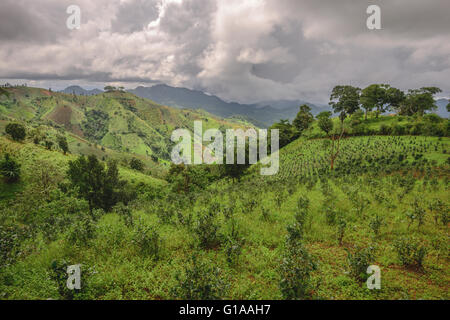 Tea plantations in Shan state, Myanmar Stock Photo