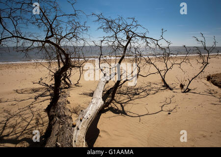 Benacre Suffolk Coast Stock Photo