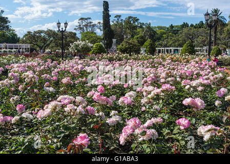 Rose Garden, Charles Aznavour roses, Rosedal, Buenos Aires, Argentina Stock Photo