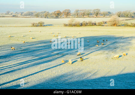 Sheep graze in frosty fields with long shadows near Garstang Lancashire England Stock Photo