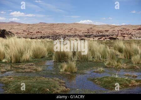 Marshlands in the high altitude plains of Lauca National Park on the Chile / Bolivia border Stock Photo