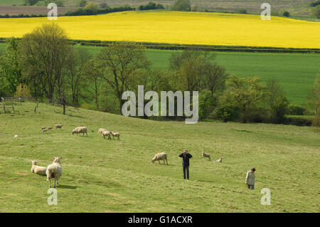 A couple walking in a field of spring lambs. Rockingham Castle estate. Leicestershire. UK Stock Photo