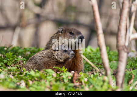 Cute Groundhog family (Marmota monax) also known as a woodchuck feeding with grass Stock Photo