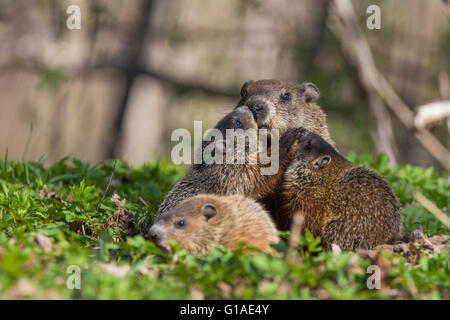 Cute Groundhog family (Marmota monax) also known as a woodchuck feeding with grass Stock Photo