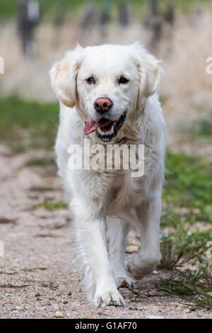 Platinum colored Golden Retriever running on rural dirt road Stock Photo