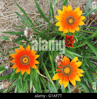 Three orange flowers with a small red orange one about to fully bloom Stock Photo