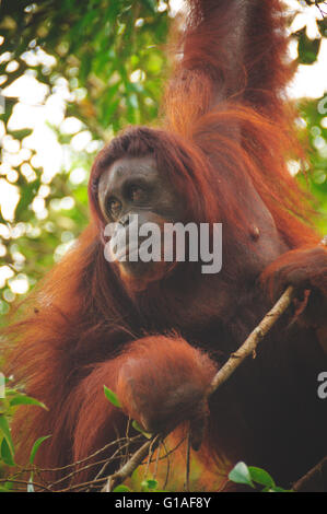 Orangutan at the Semmengoh Wildlife Sanctuary near Kuching in Borneo Stock Photo