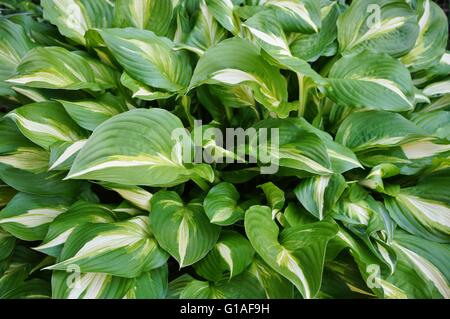 Close up of green and white hosta leaves Stock Photo