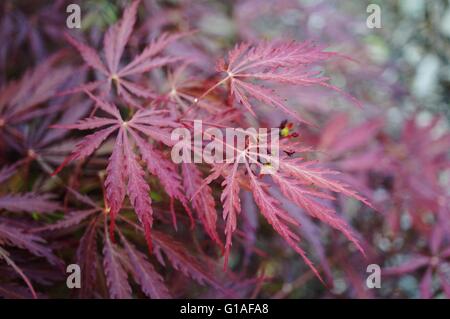Laceleaf Japanese Maple Acer Palmatum Dissectum 'Red Filigree Lace ...
