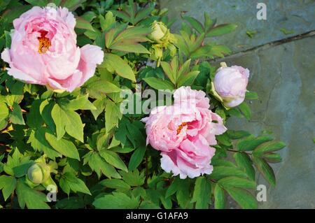 Pink tree peony flower bush in full bloom Stock Photo - Alamy