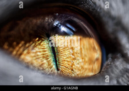 The yellow cat's eye close-up