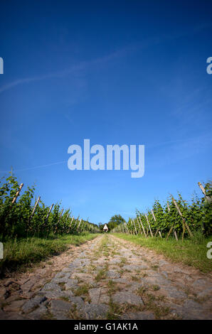 Vineyard in Southwest Germany Rhineland Palatinate in Summer Stock ...