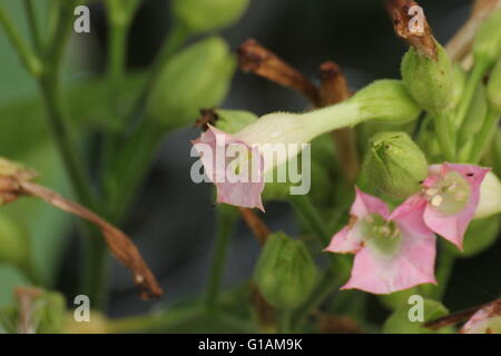 Blossoms of cultivated tobacco (Nicotiana tabacum). Stock Photo