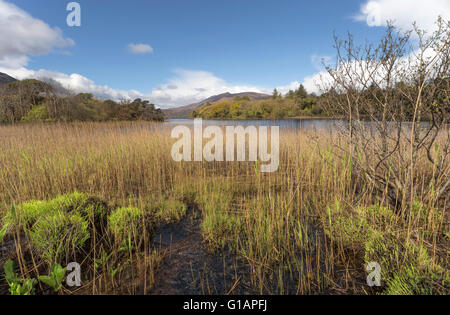 Muckross Lake, also called Middle Lake in the beautiful Killarney National Park, County Kerry, Munster Province, Ireland. Stock Photo