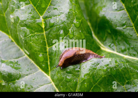 red slug (Arion rufus) feeding on a rhubarb leaf Stock Photo