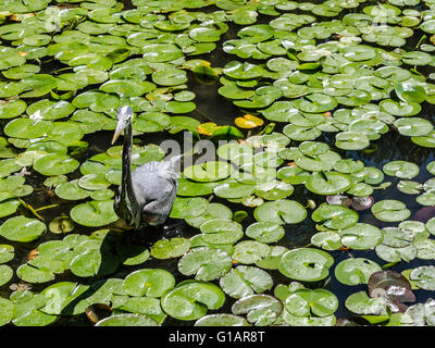 A heron goes fishing among the lily pads in a pond. Stock Photo