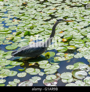 A heron goes fishing among the lily pads in a pond. Stock Photo