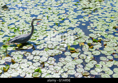 A heron goes fishing among the lily pads in a pond. Stock Photo