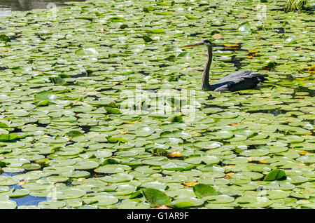 A heron goes fishing among the lily pads in a pond. Stock Photo