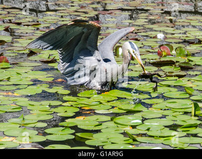 A heron goes fishing among the lily pads in a pond. Stock Photo