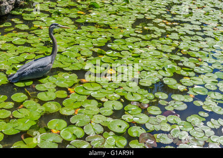 A heron goes fishing among the lily pads in a pond. Stock Photo