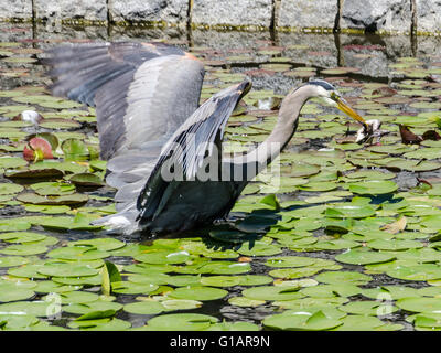 A heron goes fishing among the lily pads in a pond. Stock Photo