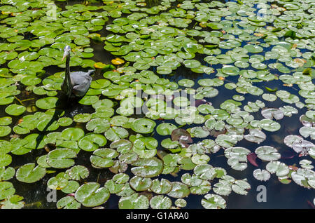 A heron goes fishing among the lily pads in a pond. Stock Photo