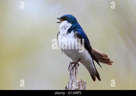 Tree swallow (Tachycineta bicolor) singing on branch Stock Photo