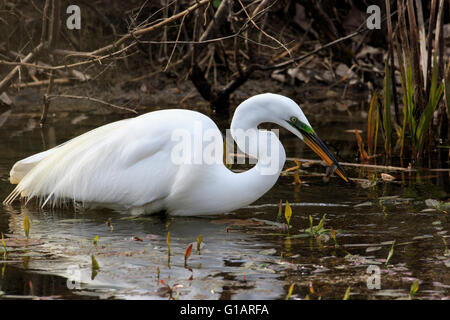 Great egret (Ardea alba) fishing Stock Photo