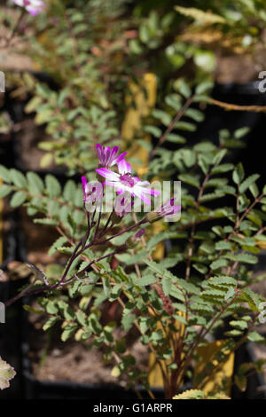 Pericallis cuneata Stock Photo