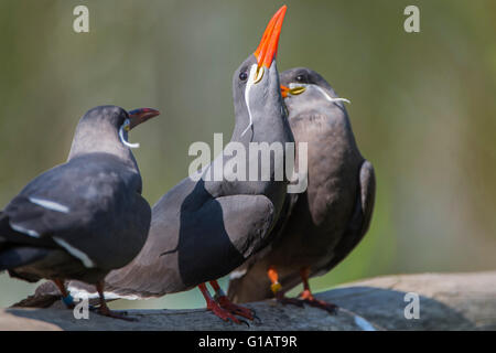 larosterna inca,Inkaseeschwalbe,Vogel,Bird, Stock Photo