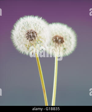 dandelion flower on violet color background, many closeup object Stock Photo