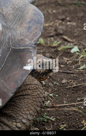 Close-up of Galapagos Giant Tortoise Stock Photo