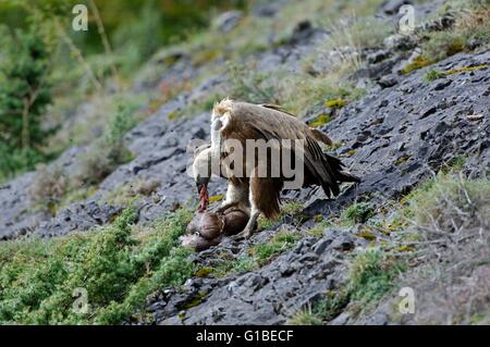 France, Pyrenees, Griffon Vulture (Gyps fulvus) eating stomac of a deer Stock Photo