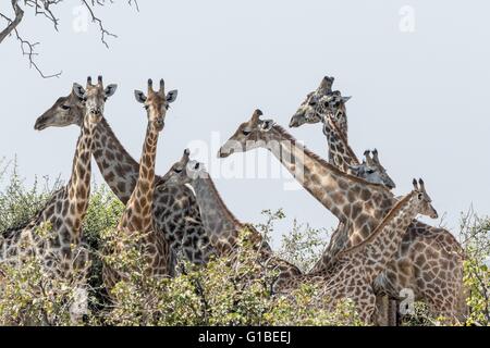 Botswana, Moremi game reserve, Southern giraffe (Giraffa camelopardalis), troup Stock Photo