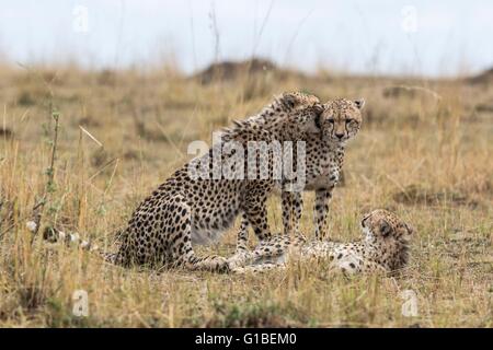 Kenya, Masai-Mara Game Reserve, Cheetah (Acinonyx jubatus), cubs 16/17 months old and their mother Stock Photo