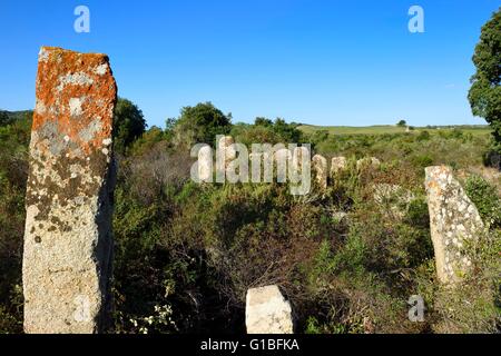 France, Corse du Sud, Sartene, alignement of menhirs of Palaggiu (Pagliaju), erected between 1900 and 1000 B.C., with its 258 menhirs, it is the most important of the mediterranean region Stock Photo